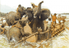 Elefantes de Anibal cruzando el río Ródano. Autor Peter Connoly