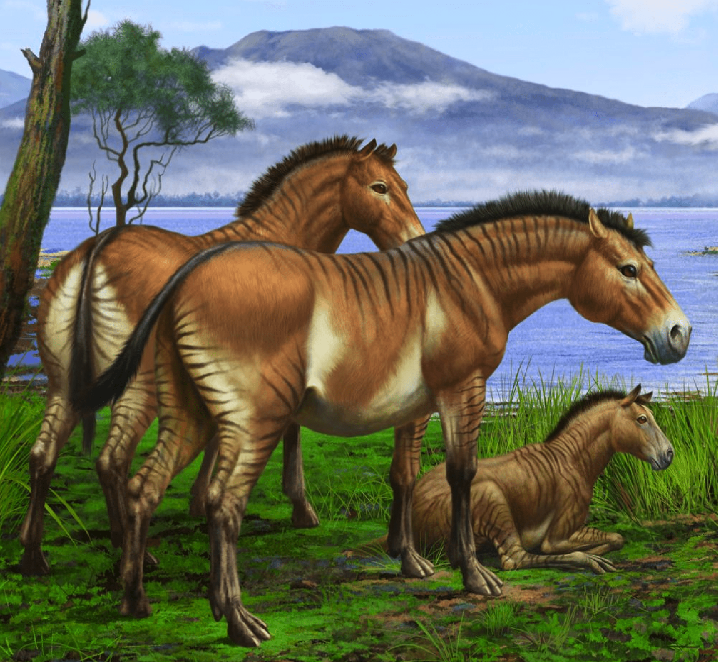 Merychippus Arre Caballo Merychippus Arre Caballo